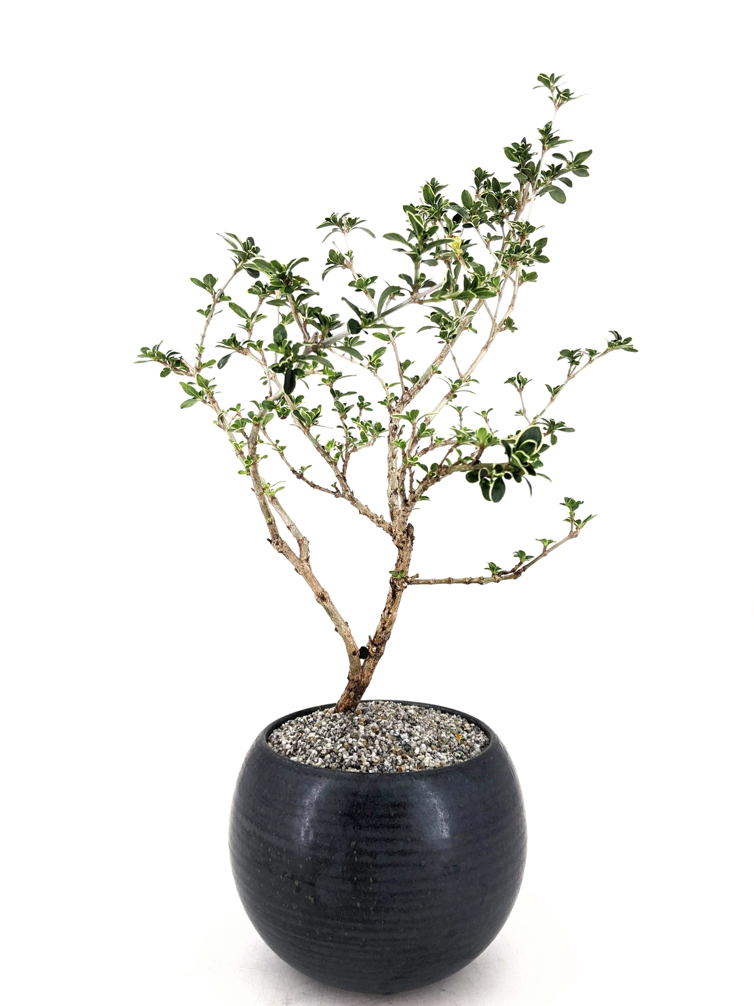 Yuki — Variegated Snowrose Serissa Bonsai · official Dandy Farmer photograph