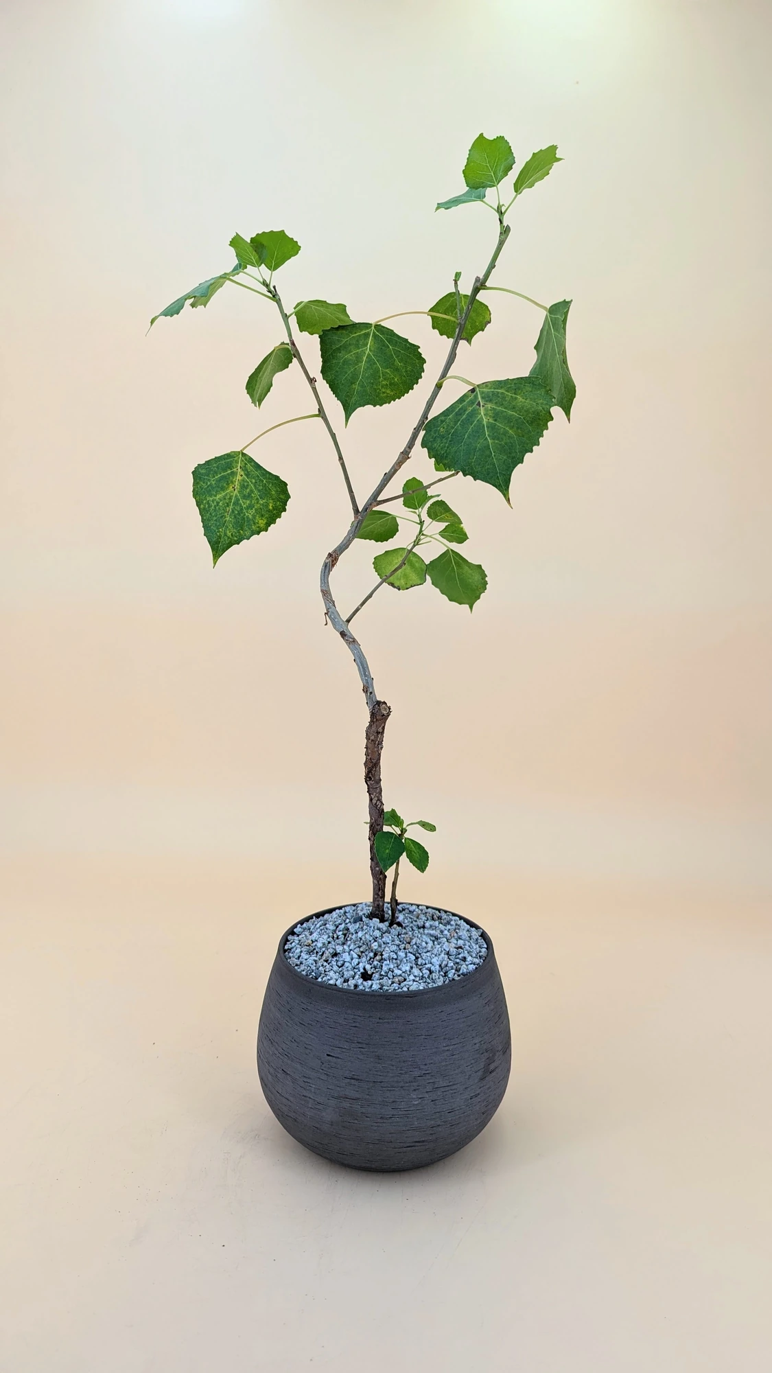 Charlie Eastern Cottonwood Bonsai — #527 imagen oficial del producto