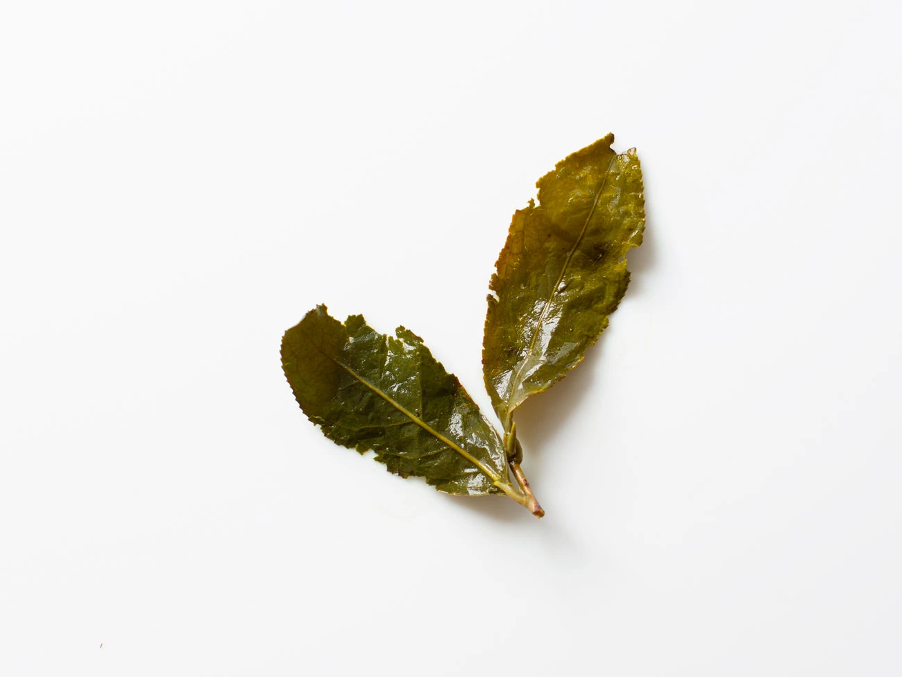 Lishan Winter Sprout — 30 g Pouch official product image