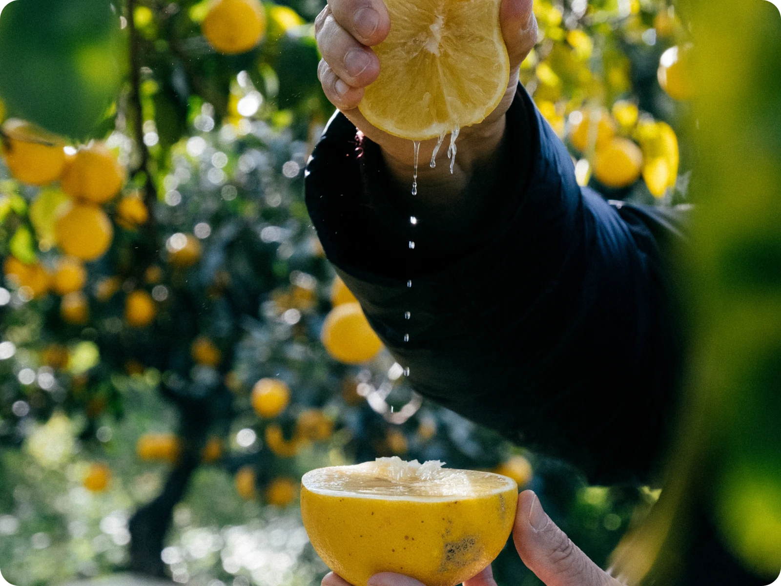 Kusmi Tea · official brand imagery